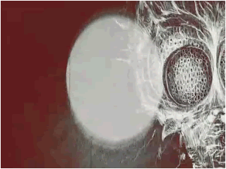 thirstyfly_vid.gif